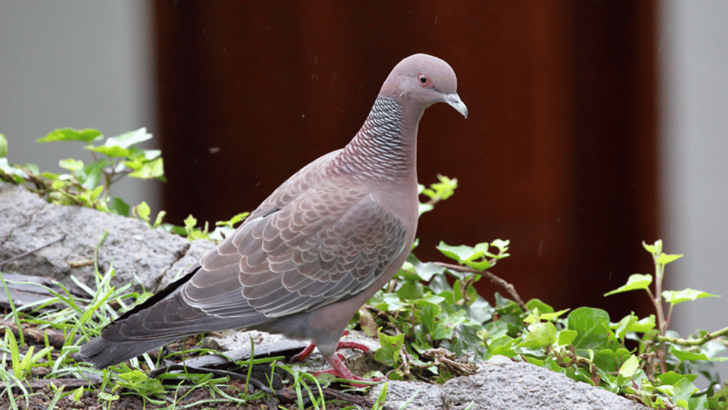 The Role of Picazuro Pigeon in Ecosystems