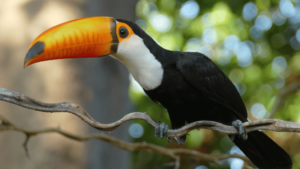 Toco Toucan Facts & Habitat