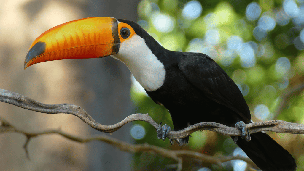 Toco Toucan Facts & Habitat | Birdwatching Guide