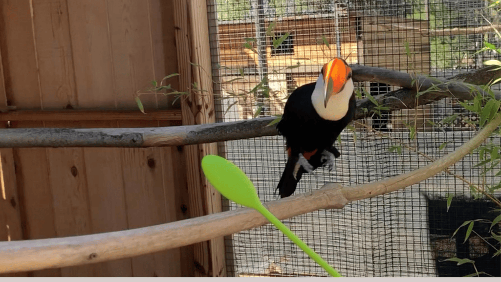 Toucan Behavioral Training