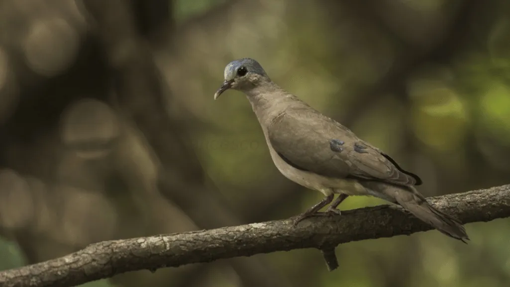 Turtur Afer Nesting Habits