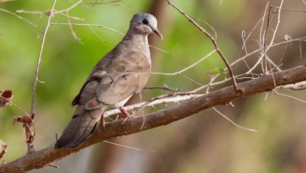 Turtur afer physical characteristics