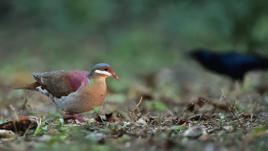 West Quail-Dove