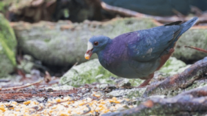 White-fronted Dove