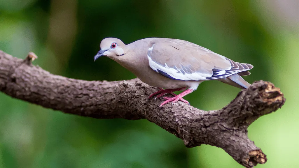 White-winged Dove Breeding