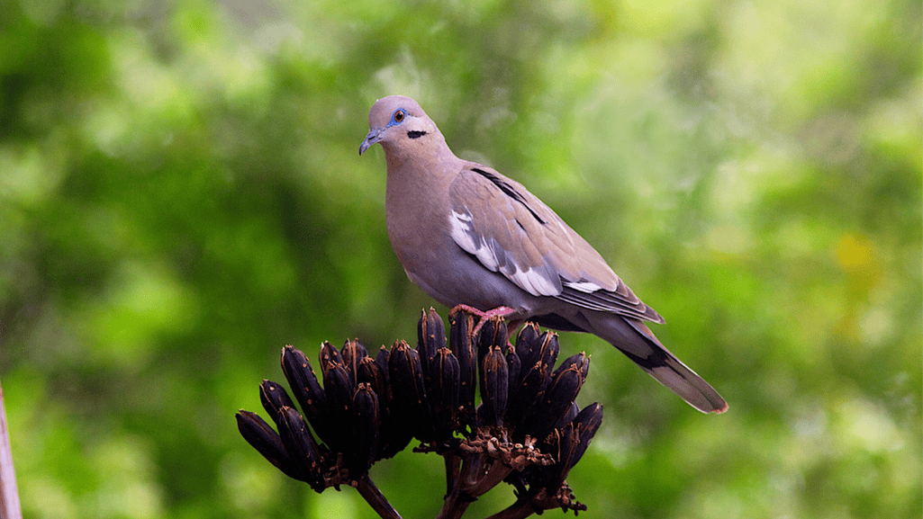 White-winged Dove Lifestyle