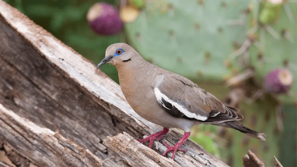 White-winged Dove Population Trends