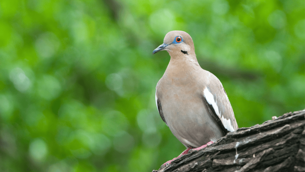 White-winged Dove migration