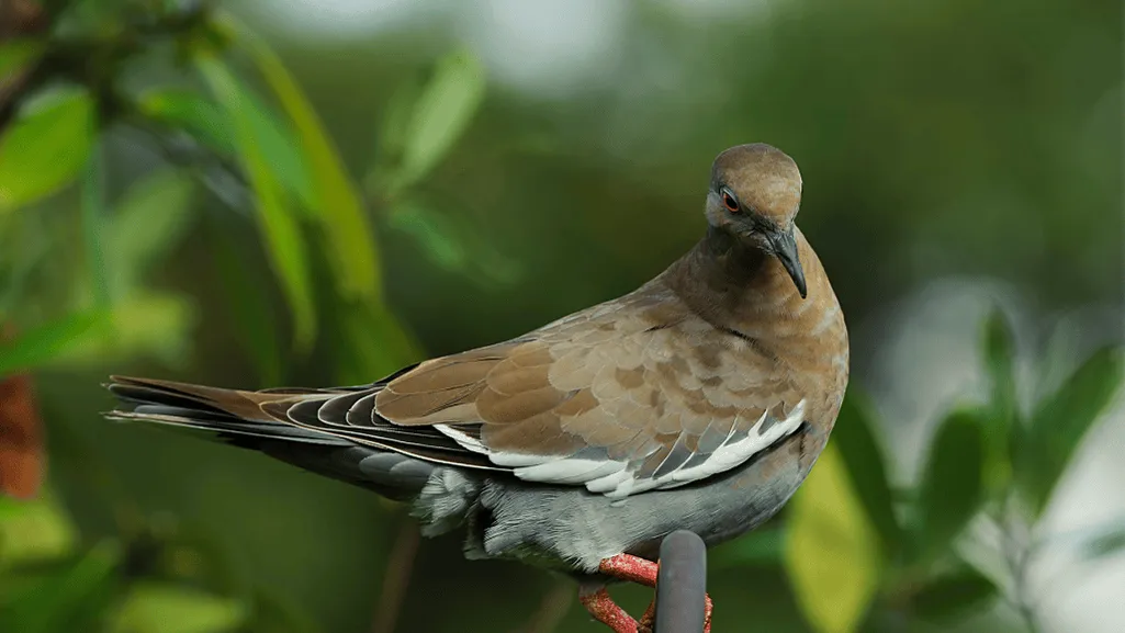 White-winged Dove