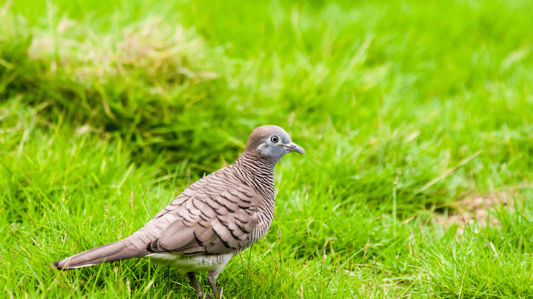 Zebra Dove