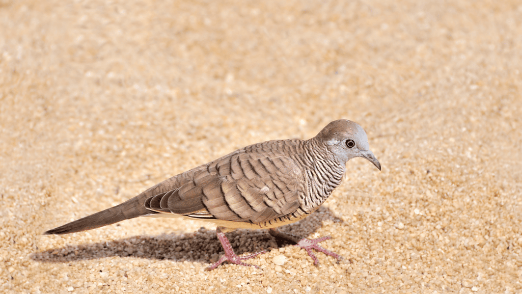 Zebra Dove Global Distribution Map