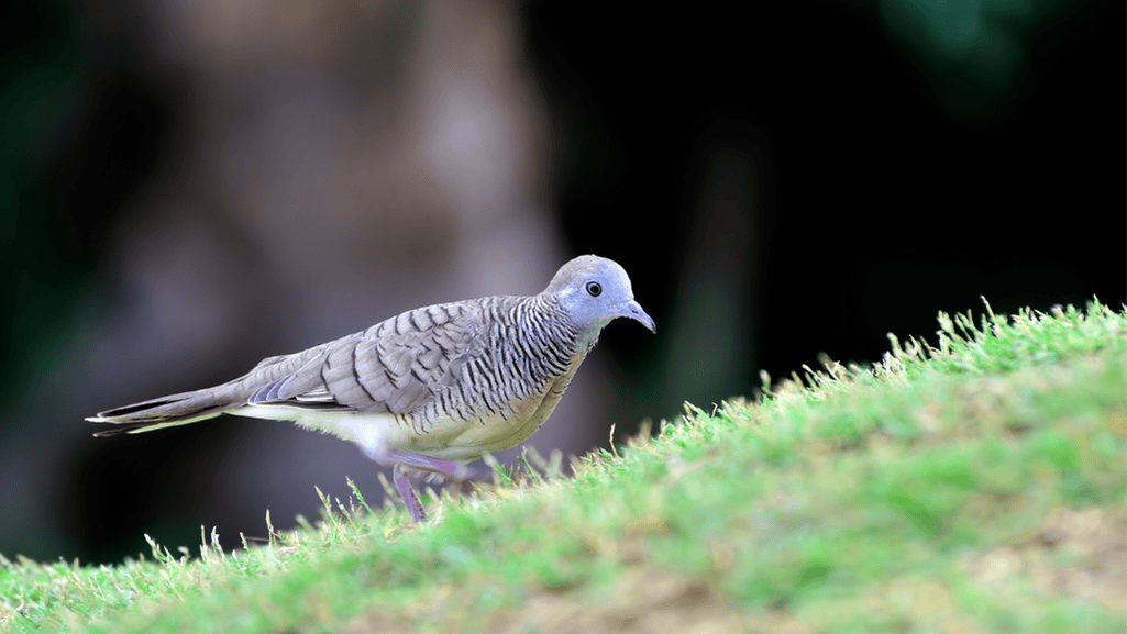 Zebra Dove Seed Consumption