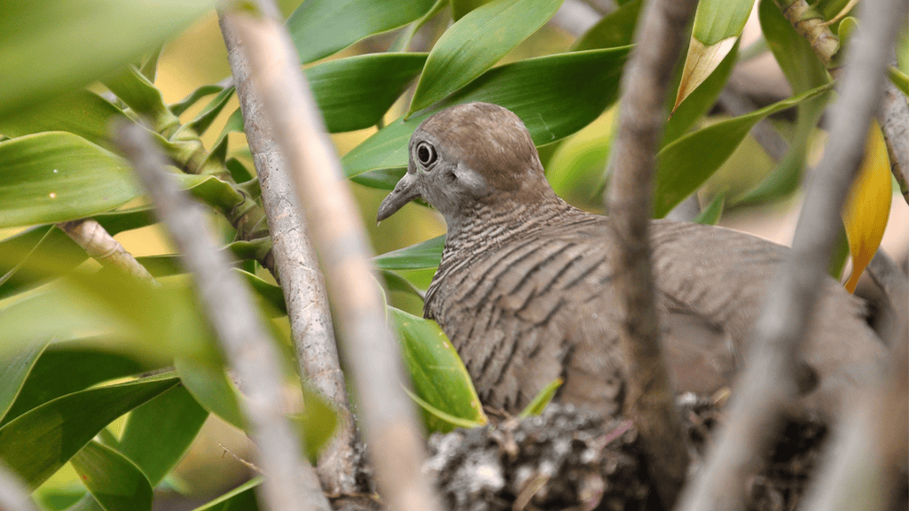 Zebra Dove Social Interactions