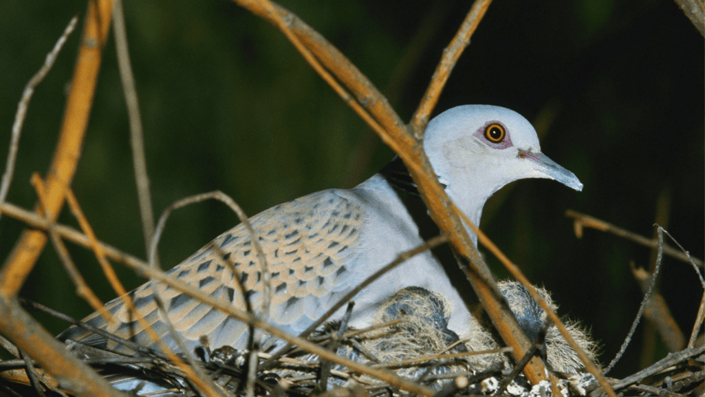 Zebra Dove chicks