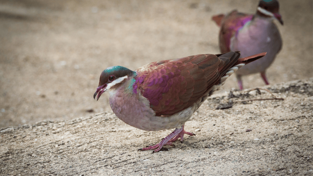 bird watching Key West