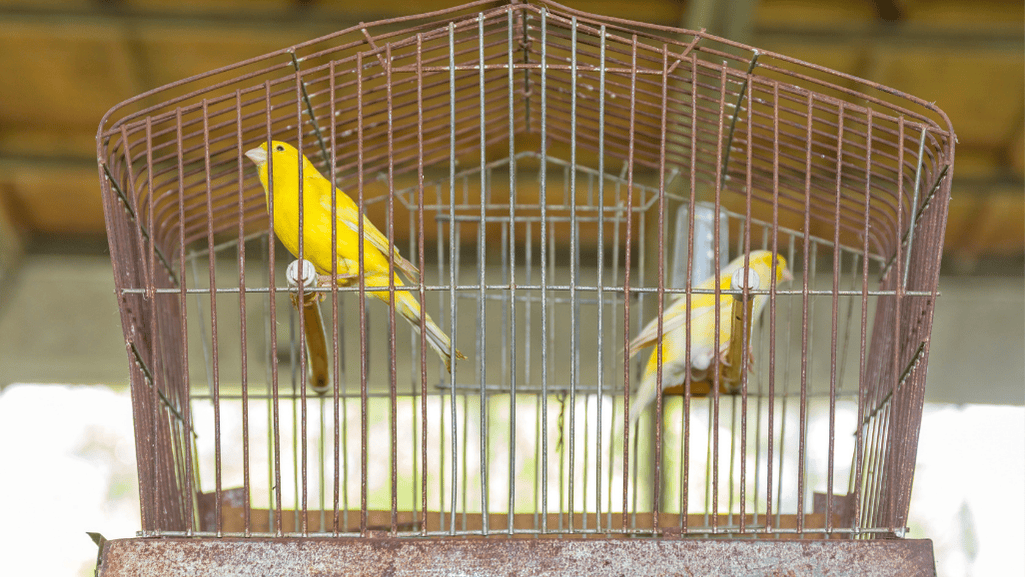 canary pet bird