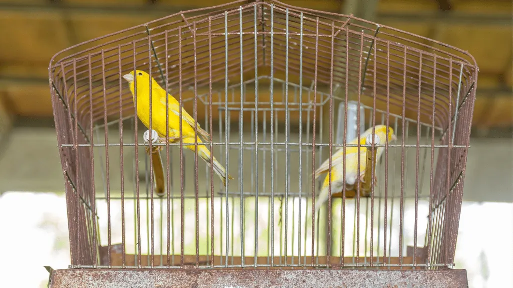 canary pet bird canary pet bird