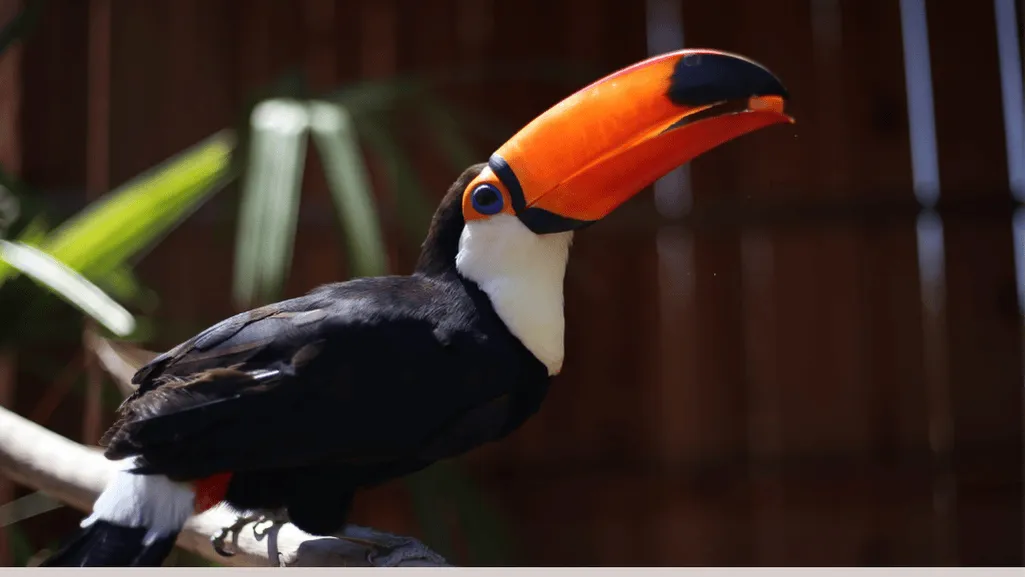 exotic bird training