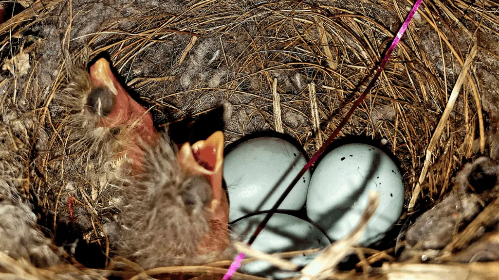 finch breeding cycles