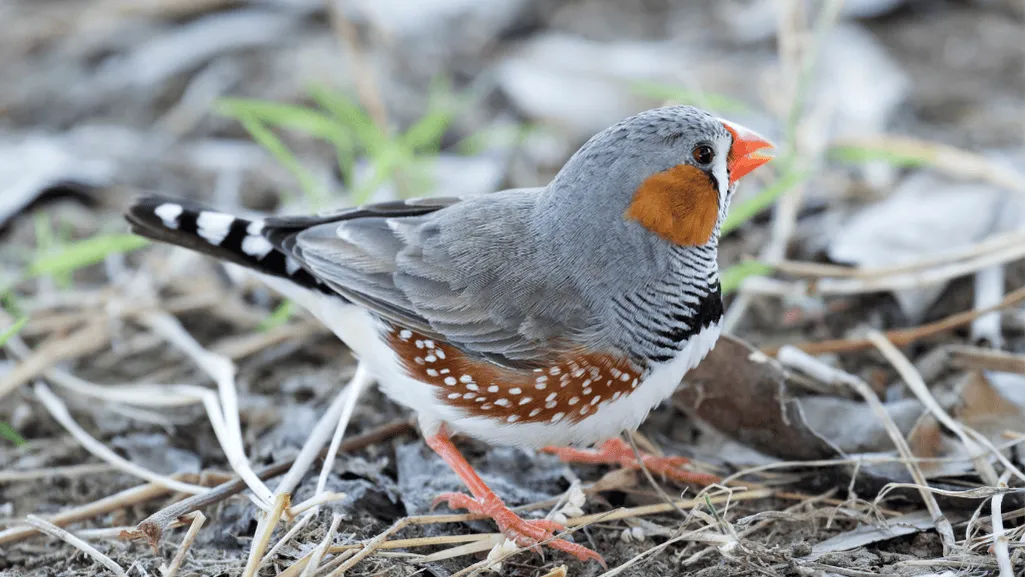 When Do Finches Lay Eggs