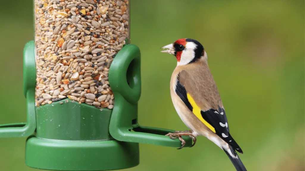 pet goldfinch care