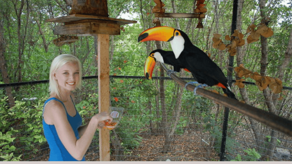 toucan behavior shaping