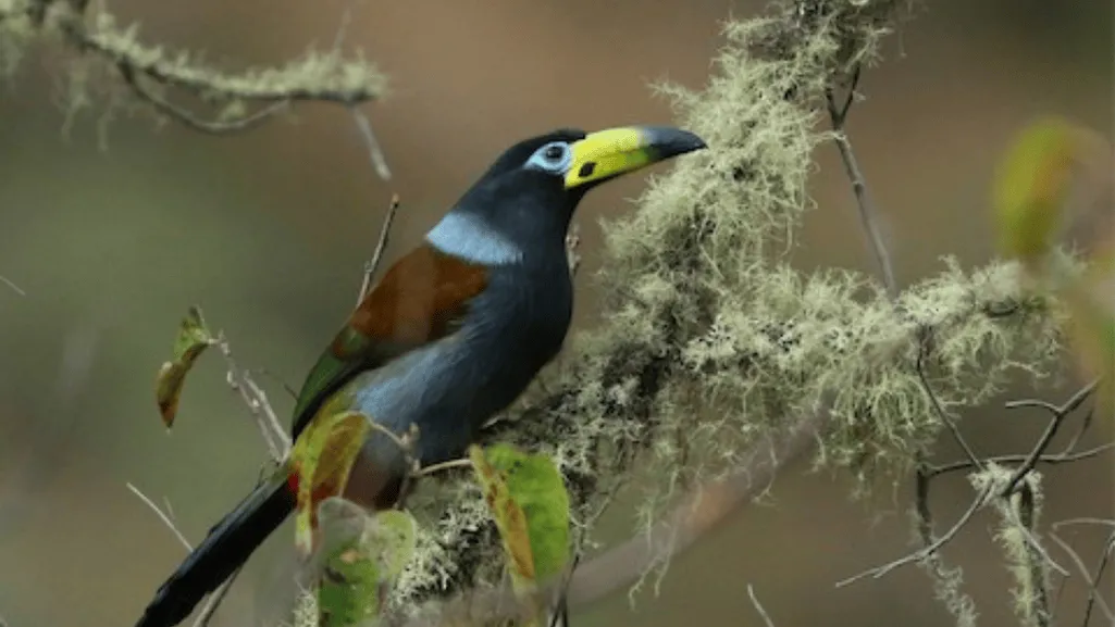 toucan's habitat toucan's habitat