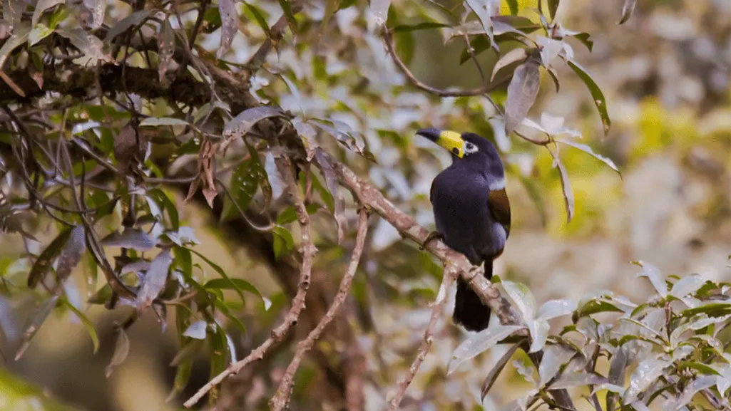 toucan's role in the ecosystem toucan's role in the ecosystem