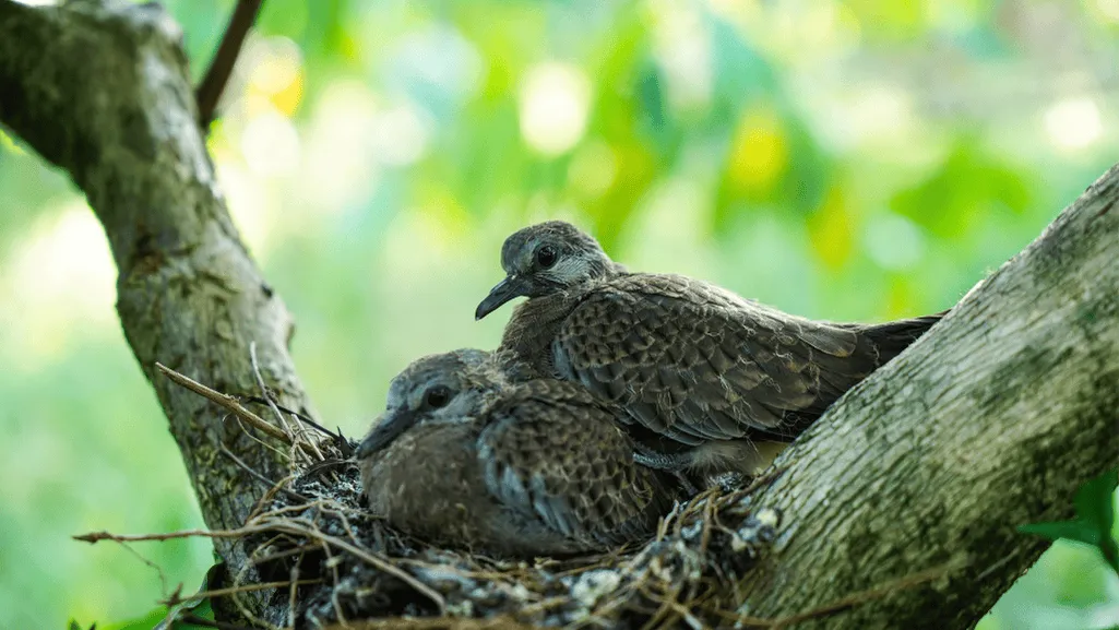 urban dove fledglings