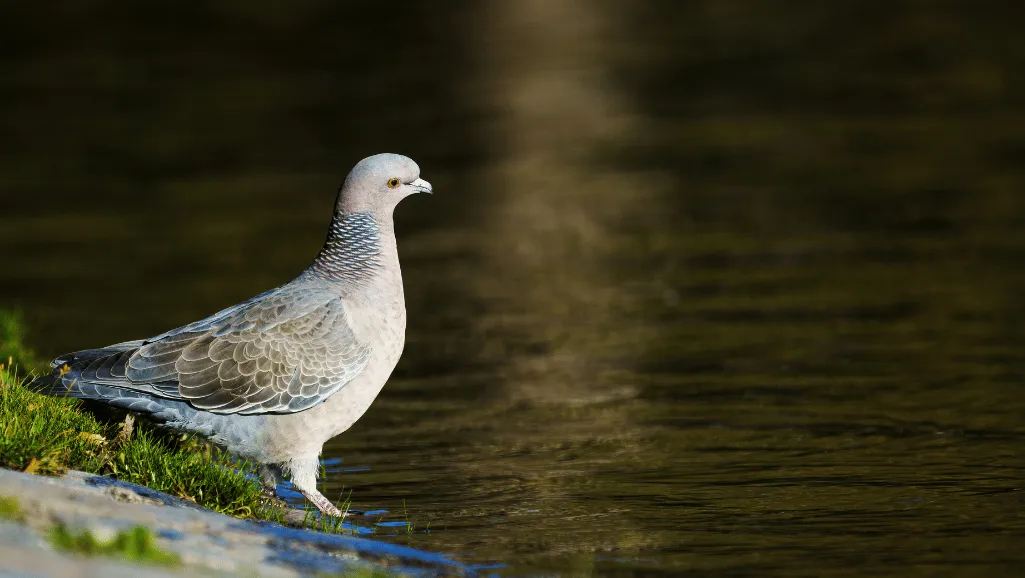 wildlife photography