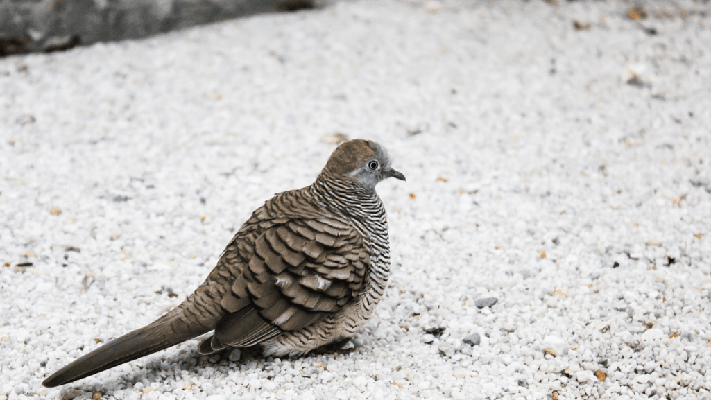 young dove identification