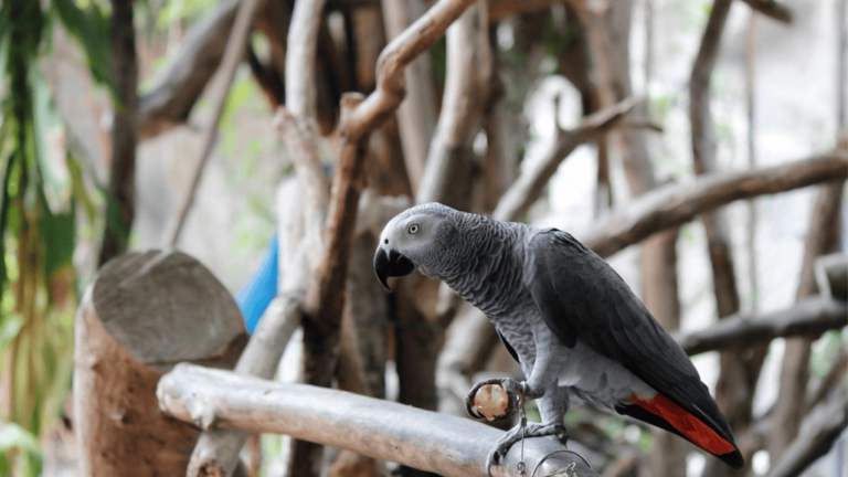 African Grey Parrot