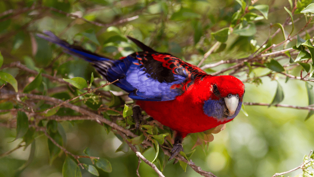 Birdwatching enthusiasts capturing Crimson Rosellas