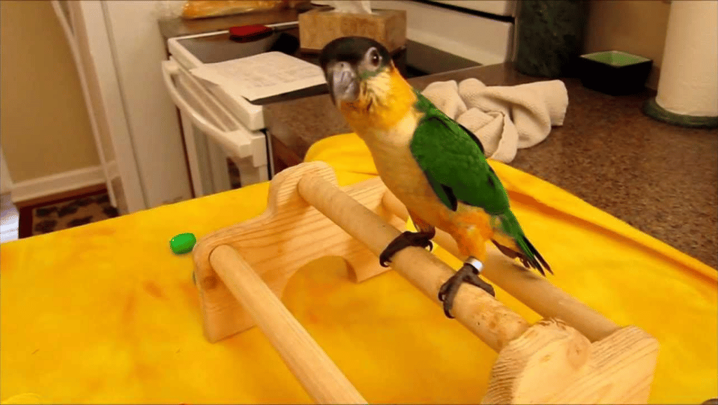 Black Headed Caique Parrot