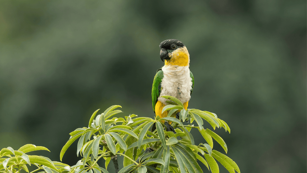 Black headed caique parrot as a pet