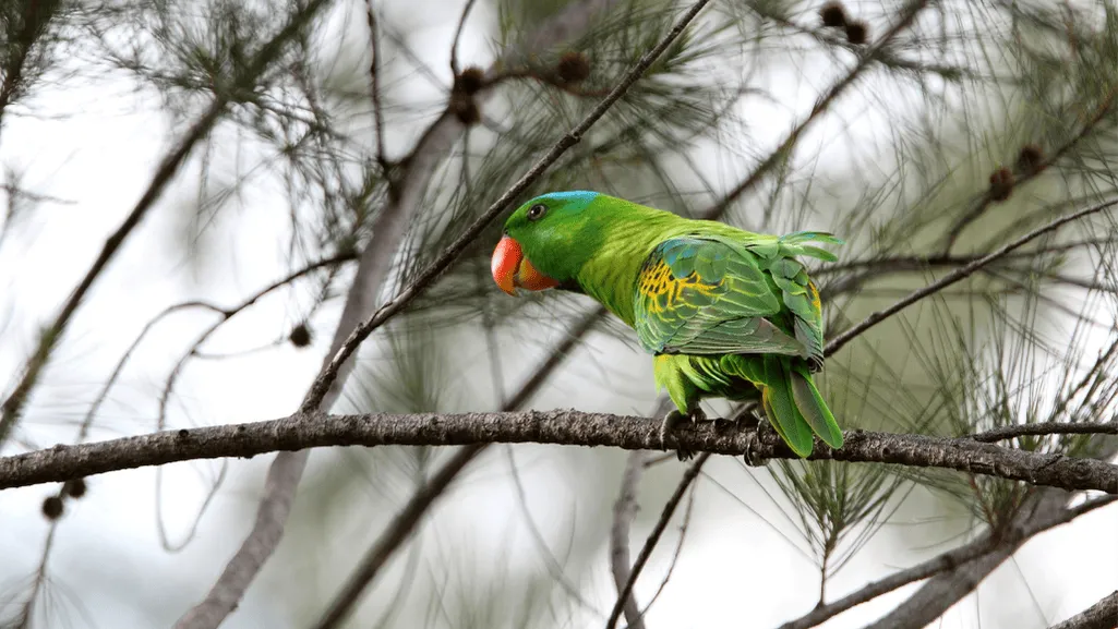 Blue Naped Parrot in Natural Habitat