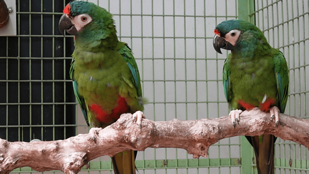 Blue Winged Macaw