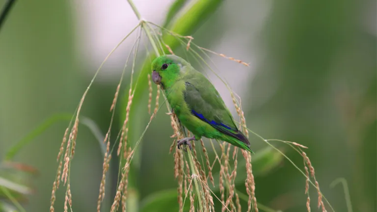 Blue Winged Parrotlet