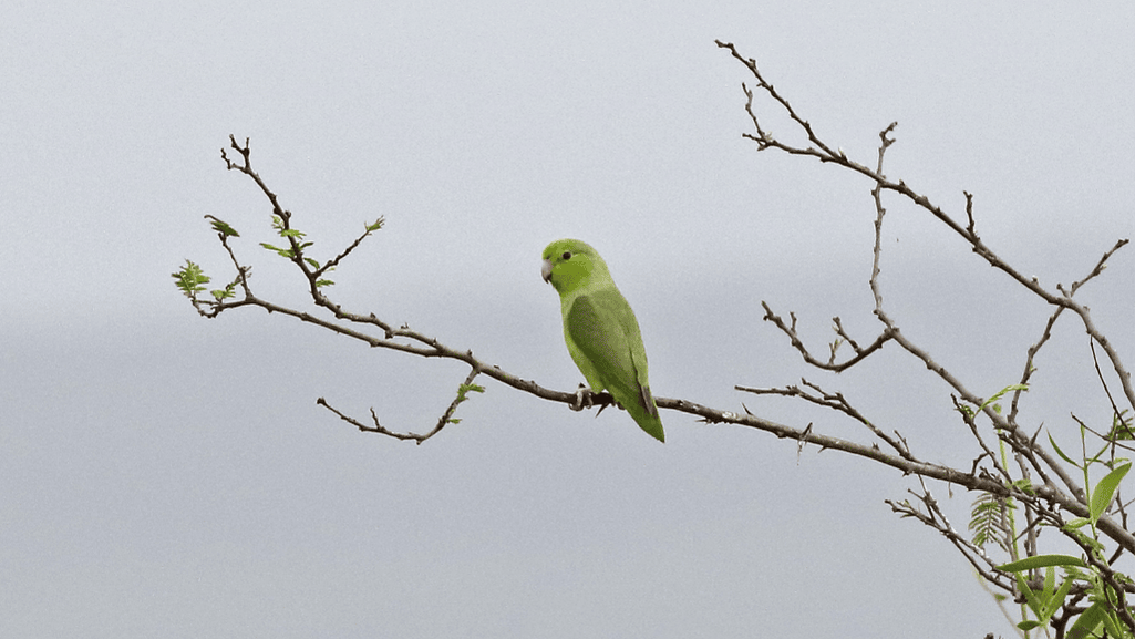 Blue Winged Parrotlet displaying its friendly temperament