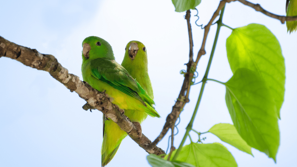 Blue Winged Parrotlet in its native habitat