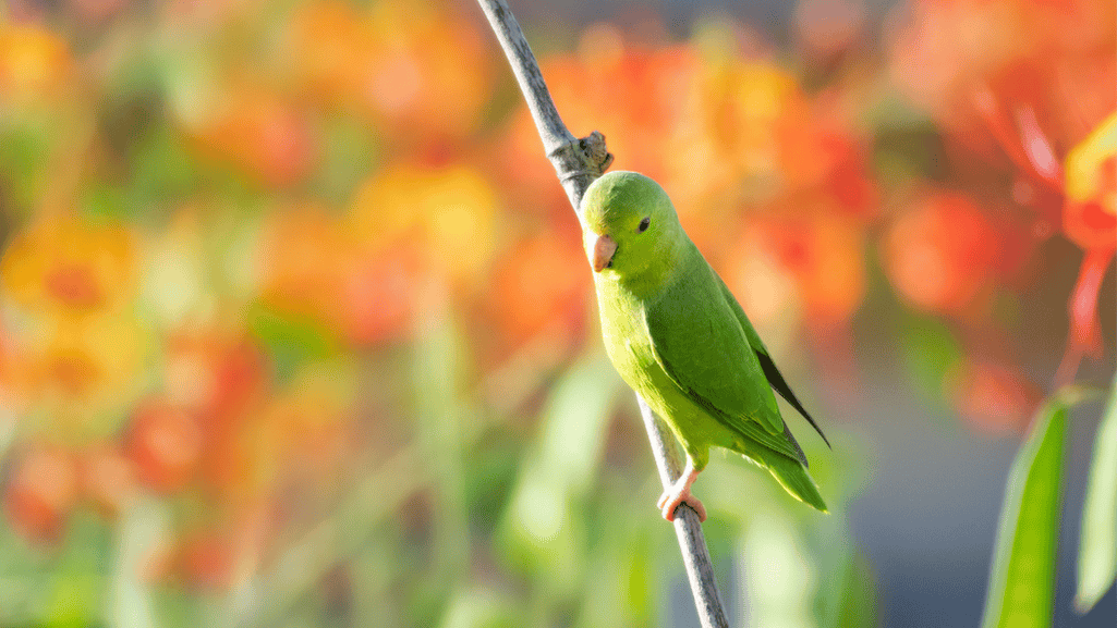 Blue Winged Parrotlet perched on a toy