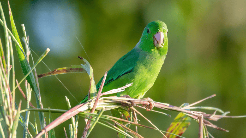 Blue Winged Parrotlet with vibrant plumage