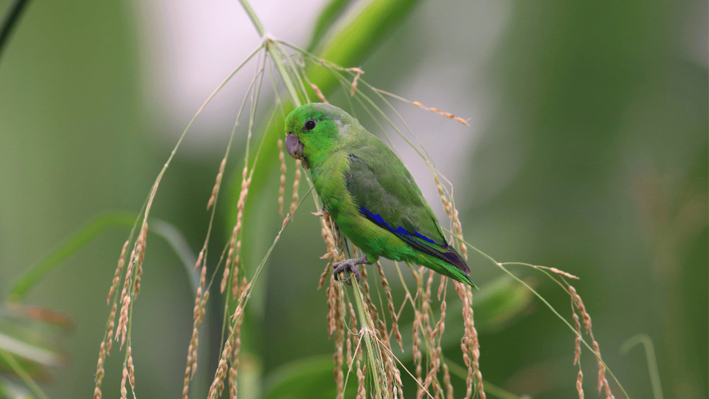 Blue Winged Parrotlet