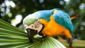 Blue and Yellow Macaw