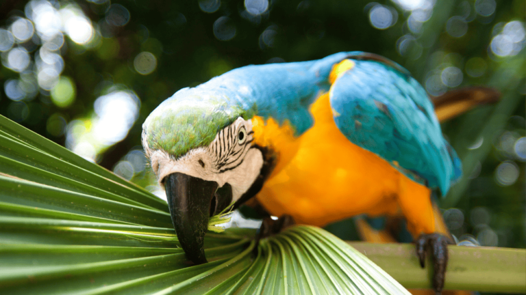 Blue and Yellow Macaw