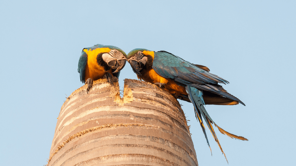 Blue and Yellow Macaw nesting sites