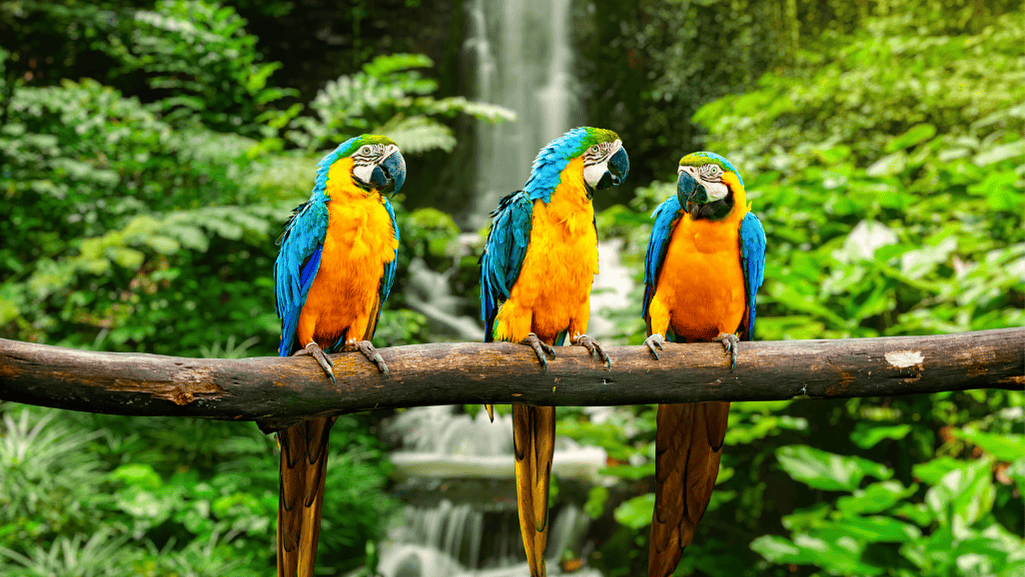 Blue and yellow macaw in the Amazon rainforest