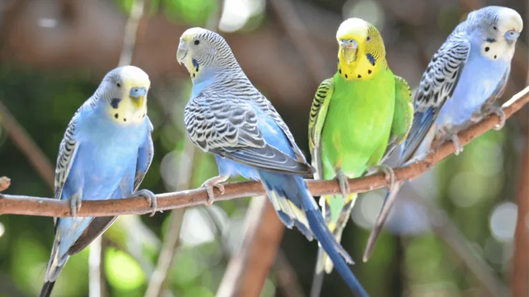 Budgerigar Birds