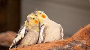 Cockatiels