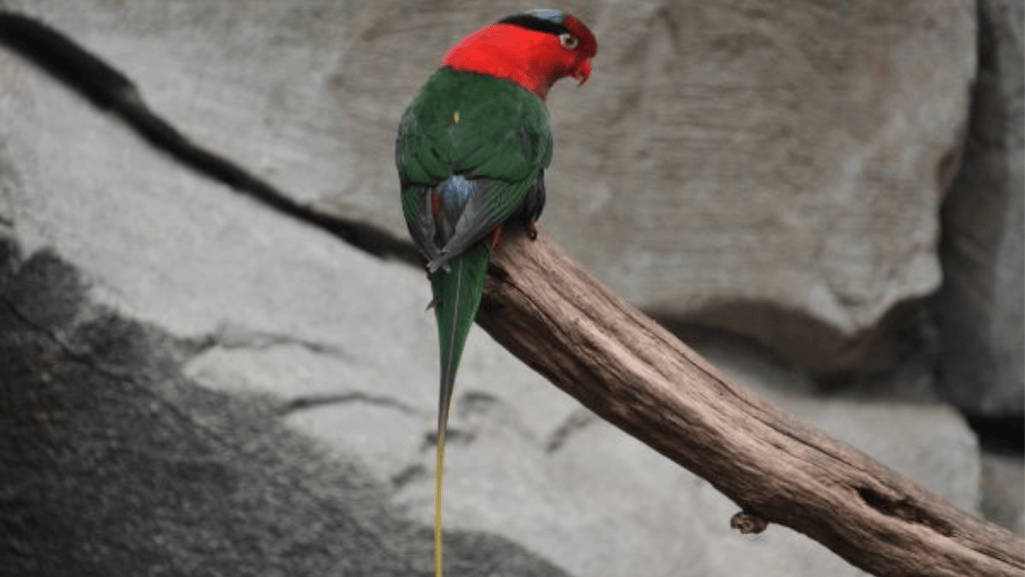 Colorful Parrot in Nest